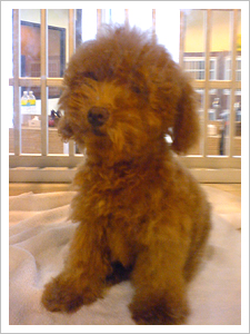 I want a toy poodle!